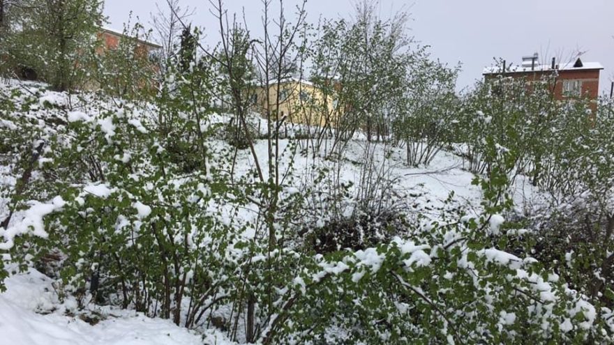 Karadeniz’e yağan kar fındık üreticisini korkuttu