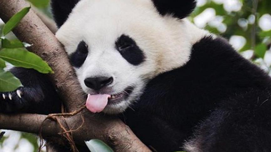 Pandaların en sevdiği besin nedir?