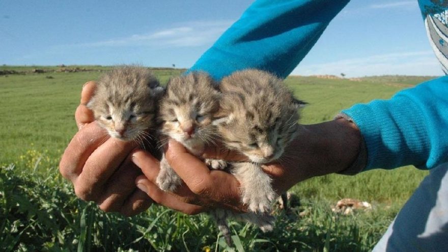 Diyarbakır’da bir yetişkin ve 3 yavru leopar görüldü