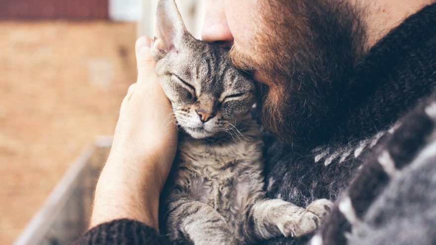 Azerice’de kedi ne demektir? 25 Nisan Oyna Kazan kopya sorusu…