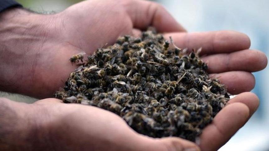 Muğla’daki 103 kovandaki arı ölümlerinin sebebi tarım ilacıymış…