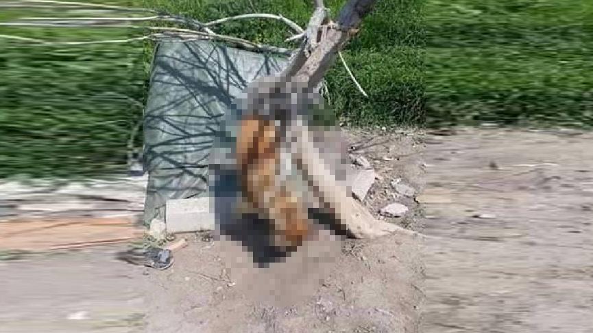 Köpek, iple ağaca asılarak öldürüldü