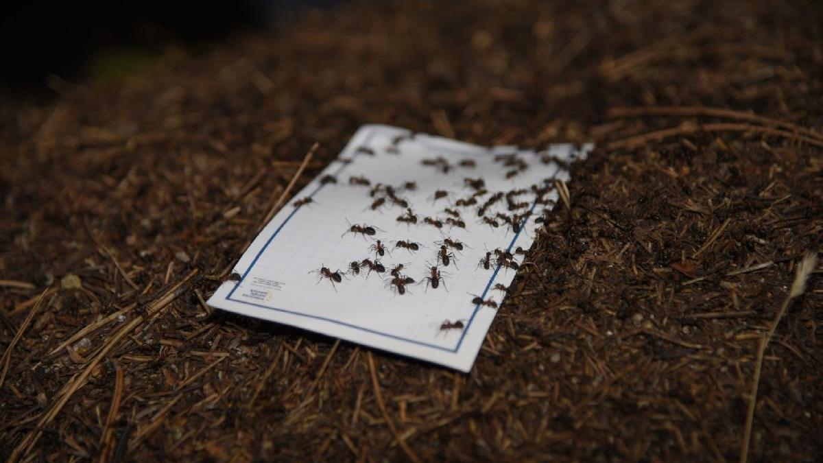 Ormanlari Kirmizi Karincalar Koruyacak Guncel Yasam Haberleri