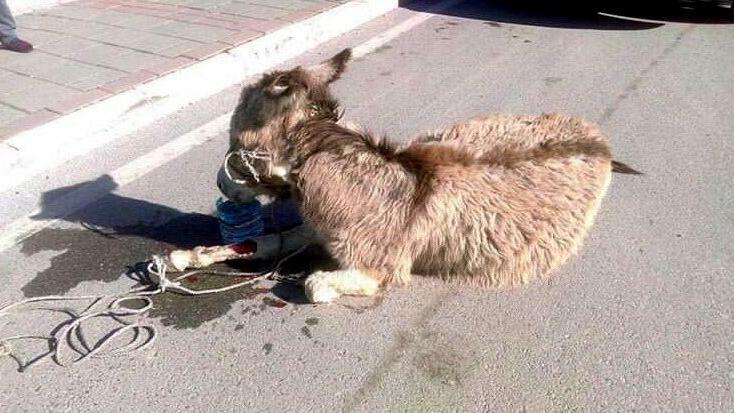 Kamyonetin arkasında sürüklenen gebe eşek yaşam savaşı veriyor