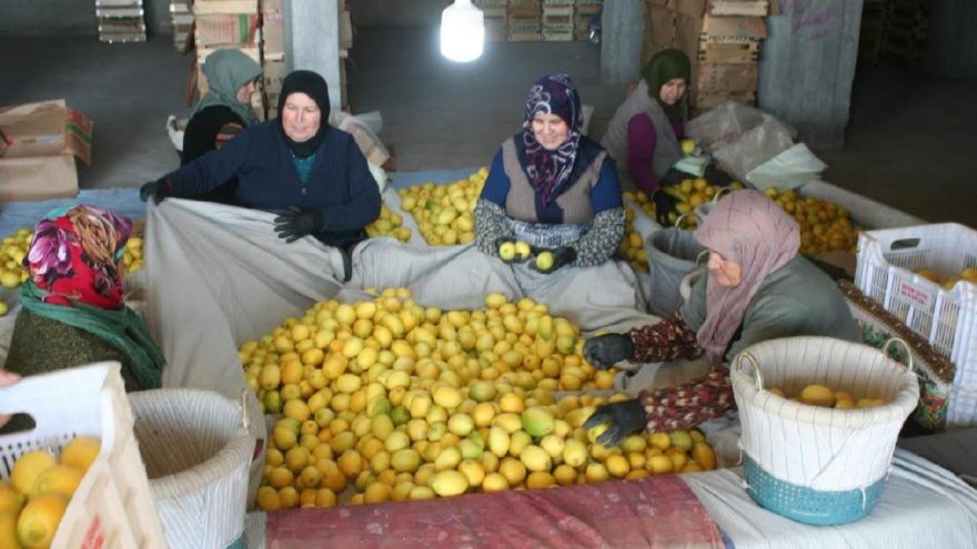 Türkiye’nin gündemi limon!