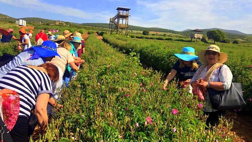 Isparta’ya gül görme akını
