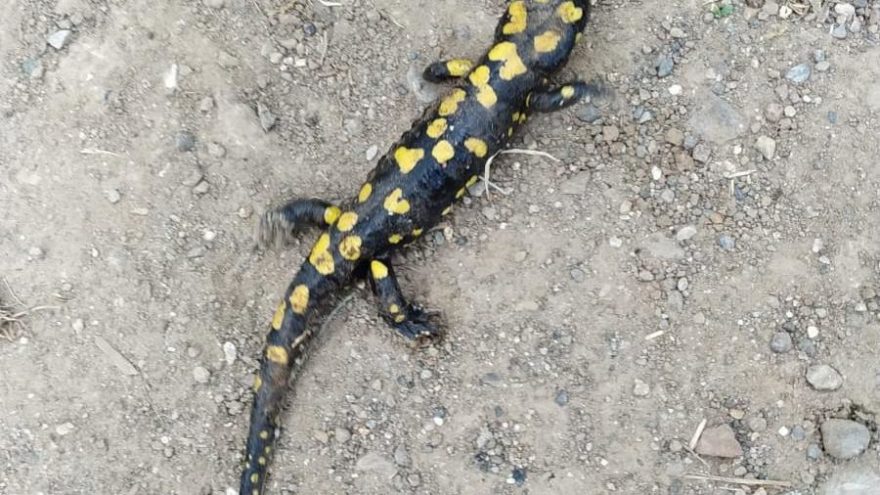 Bingöl’de, Türk semenderi görüldü