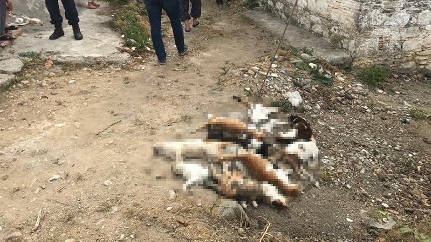 Datça’da 10 kedi zehirlenerek öldürüldü