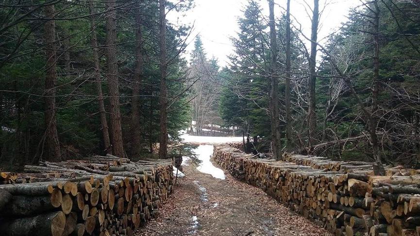 Uludağ’da doğalgaz için ağaçları kestiler
