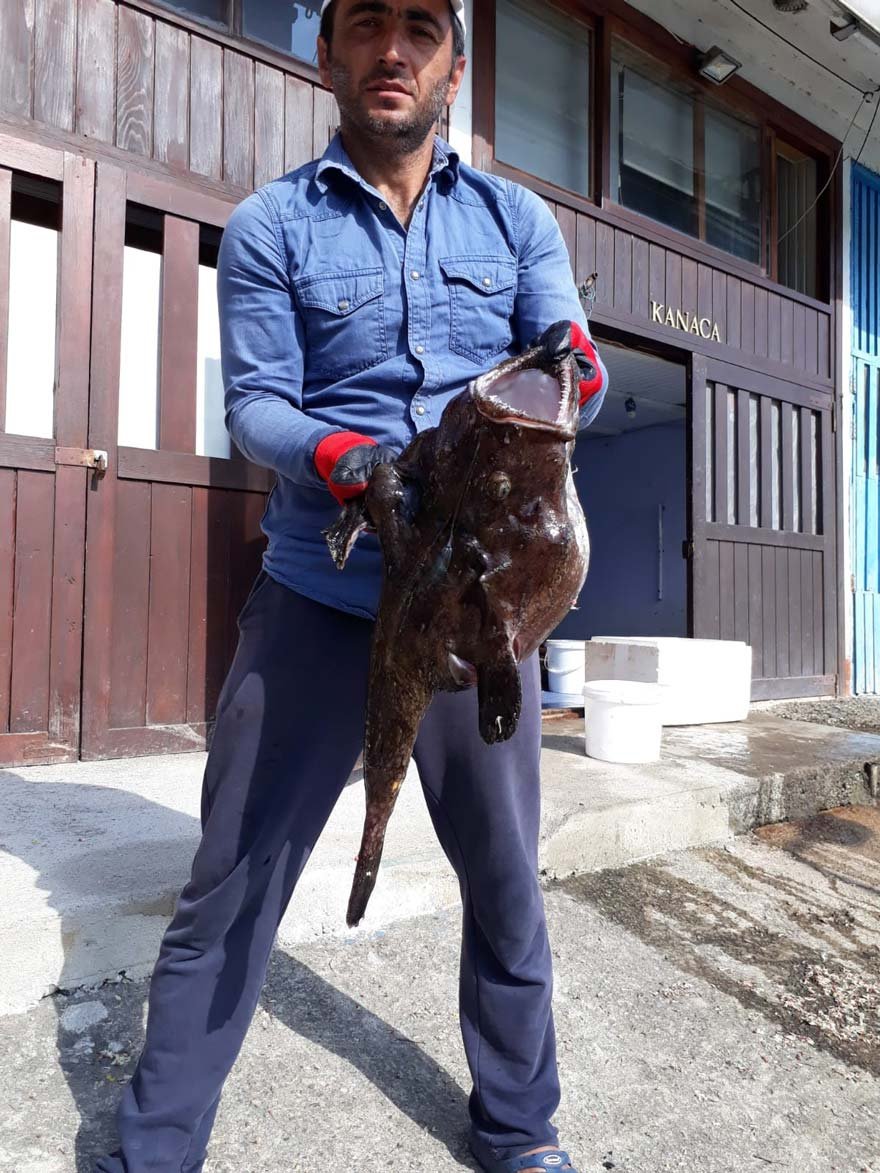 Karadeniz'in doÄu bÃ¶lgesi sularÄ±nda gÃ¶rÃ¼lmeyen, Karadeniz sularÄ±nÄ±n soÄuk olmasÄ± nedeniyle daha Ã§ok sularÄ± sÄ±cak olan Ege ve Akdeniz sularÄ±nÄ± seven Fener BalÄ±ÄÄ±, Rize Merkez AlipaÅa mahallesinde balÄ±kÃ§Ä± aÄÄ±na takÄ±ldÄ±. ile ilgili gÃ¶rsel sonucu