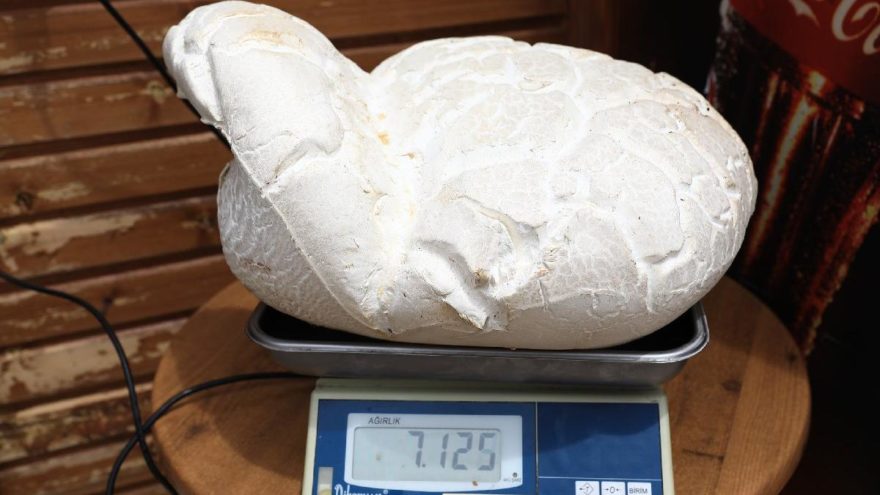 Denizli’de 7 kilo 125 gramlık dev mantar bulundu