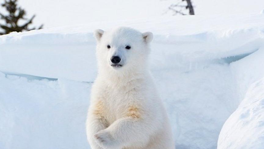 Kutup ayıları nerede yaşar? - Güncel haberler