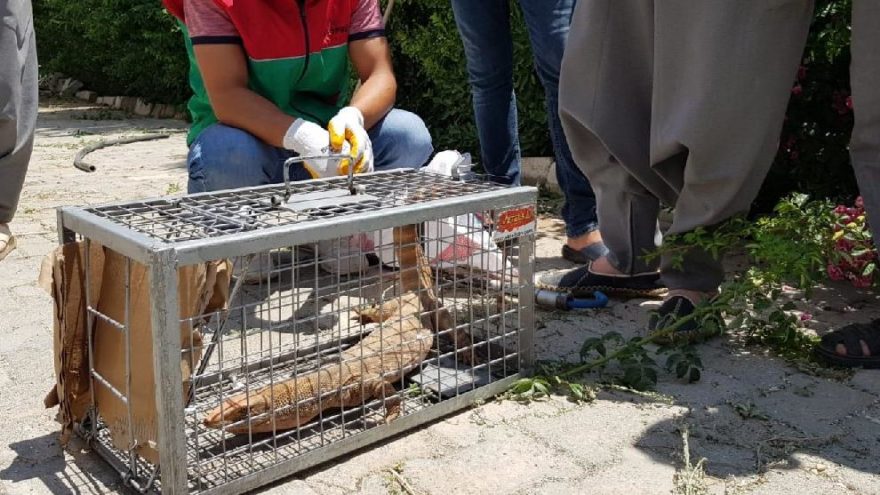 Evin Bahçesine Giren çöl Varanı Yakalandı Güncel Haberler