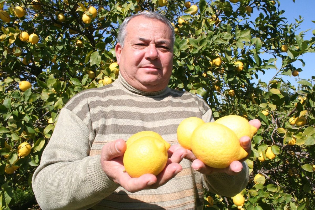 Limon Fiyatlari El Yakiyor Ekonomi Haberleri