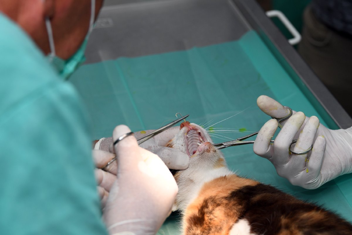 Olta iğnesi yutan kedi kurtarıldı Güncel yaşam haberleri