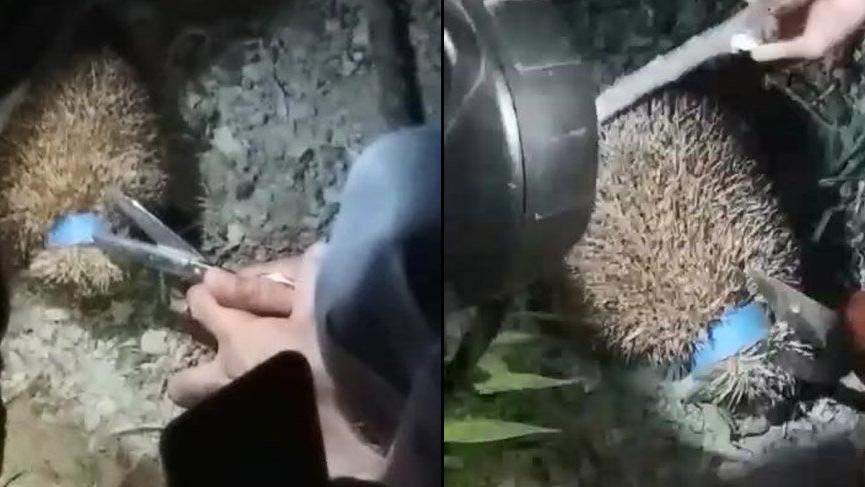 Kafası plastik şişe kapağına sıkışan kirpi kurtarıldı
