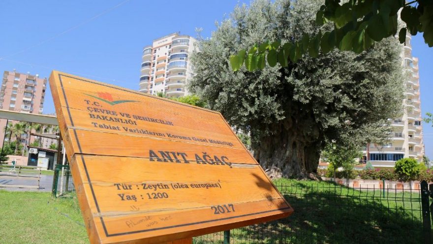 Bin 500 yıllık ‘anıt ağaç’ zeytin verdi