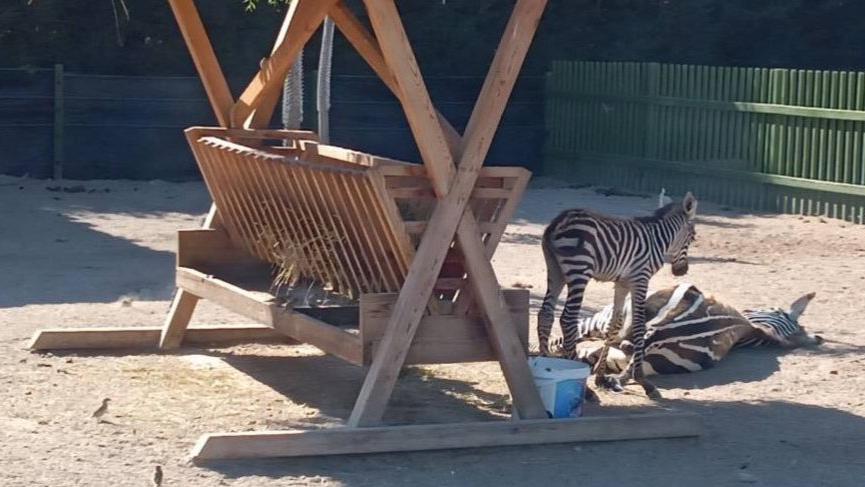 Zebralar öldü, daire başkanı görevden alındı