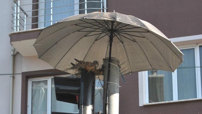 Kumru için şemsiye açtı