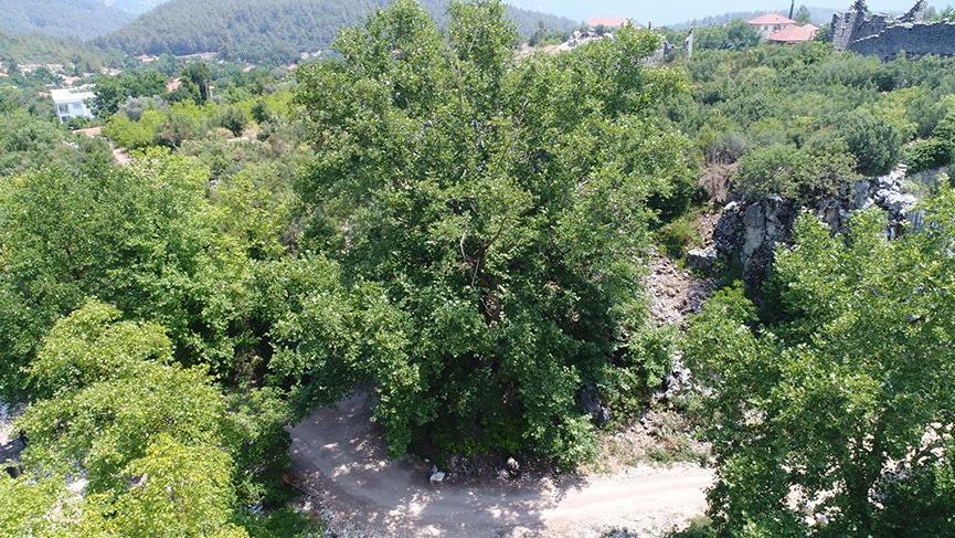 Zamana meydan okuyan dev çınar ilgi odağı