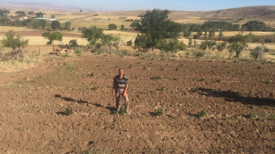 Tarihi lezzet için kendini adadı: Şahmuratlı üzümü yeniden canlanıyor