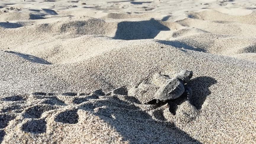 Patara’da yavru caretta carettalar denizle buluşturuldu