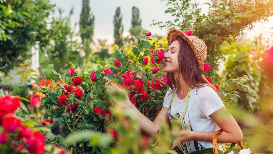 Gülün faydaları nelerdir? Gül neye iyi gelir?