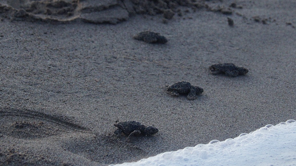 Zeugma Kas Taki Caretta Caretta Lara Neler Oluyor