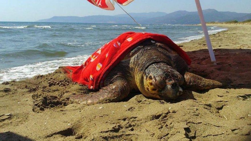 Doğaseverlerin duyarlılığı yaralı caretta caretta’yı kurtardı