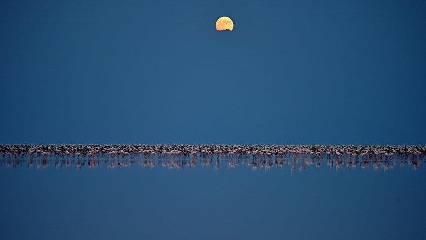 Flamingo nüfusu iki kat arttı