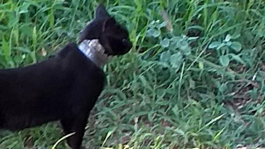 2 aydır, boynundaki camla yaşayan kedi kurtarıldı