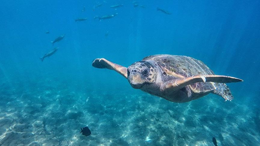 Caretta carettalar, turistlerle yüzdü