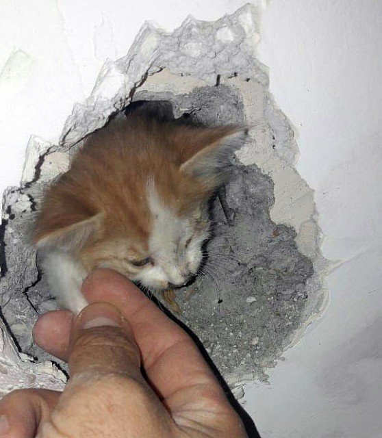 Duvara sıkışan kedi 3 gün sonra kurtarıldı Son dakika dünya haberleri