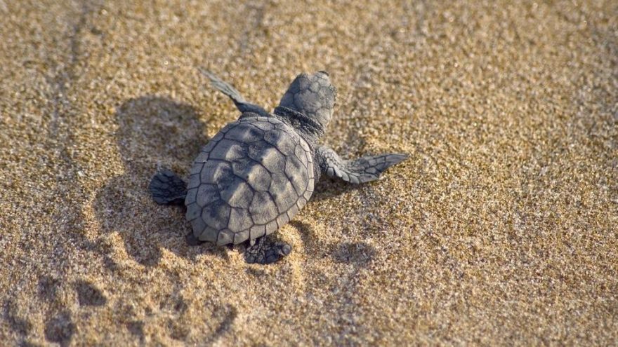 Yavru caretta carettalar denizle buluşturuldu