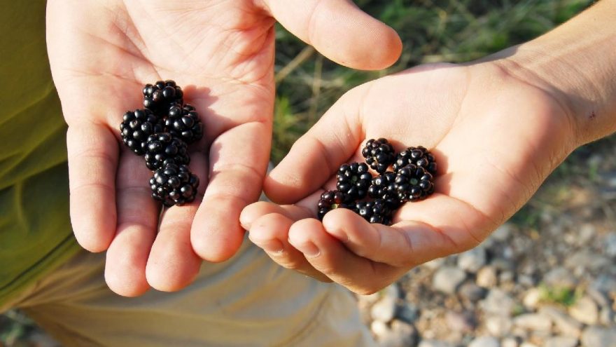 Böğürtlenin faydaları: Böğürtlenin vitamini ve yararları…