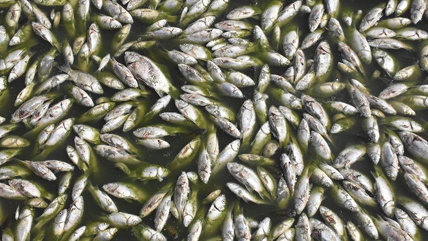 Balıkların öldüğü Oruçlu Göleti’ne tankerle 170 ton su bırakıldı