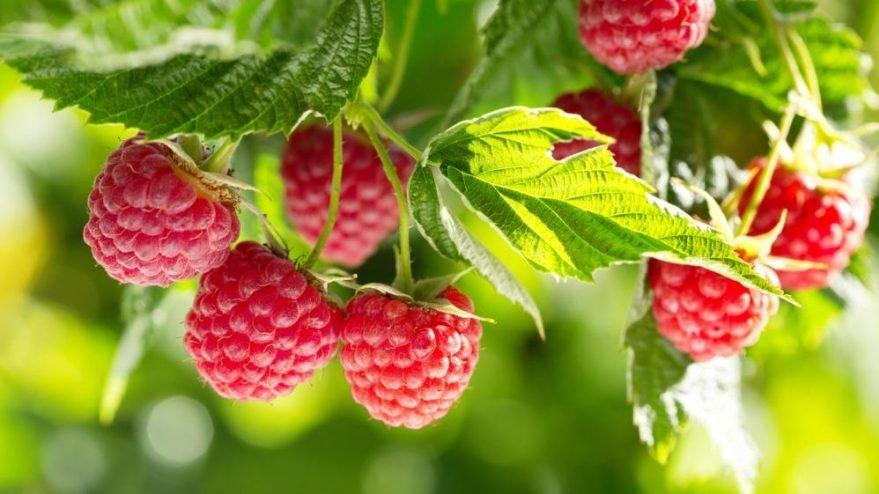 Ahudunun içinde hangi vitaminler var? İşte faydaları…