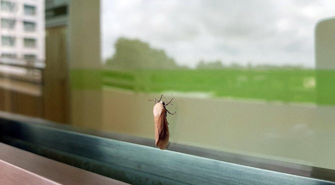 evde küçük kelebek neden olur