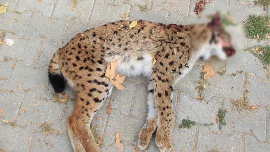 Nesli tükenme tehlikesinde olan vaşak ölü bulundu