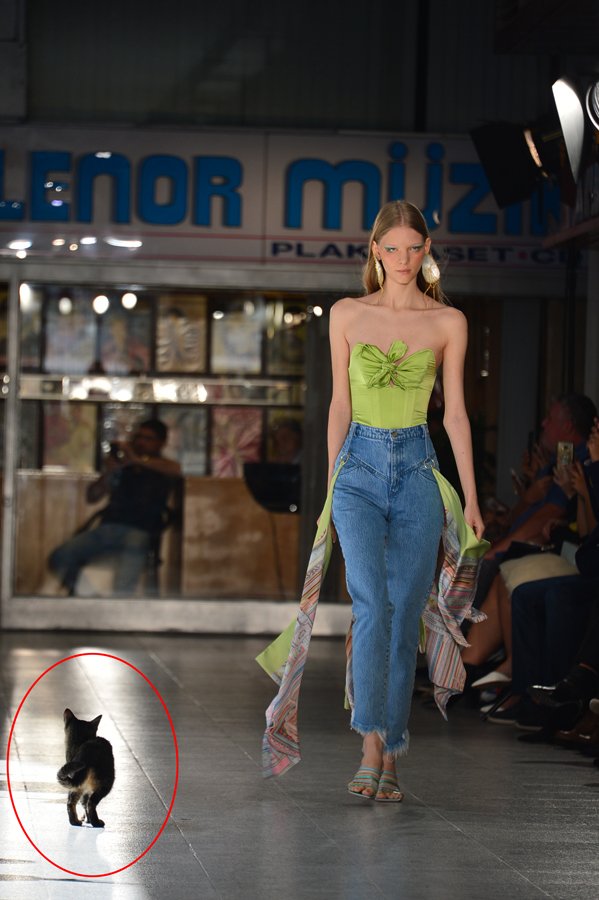 Sudi Etuz defilesinde podyumda yürüyen kedi herkesi gülümsetti Moda