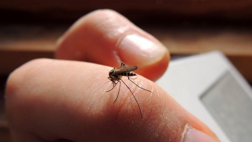 sivrisinek isirigi nasil gecer sivrisinek isirigi tedavisi guzellik haberleri