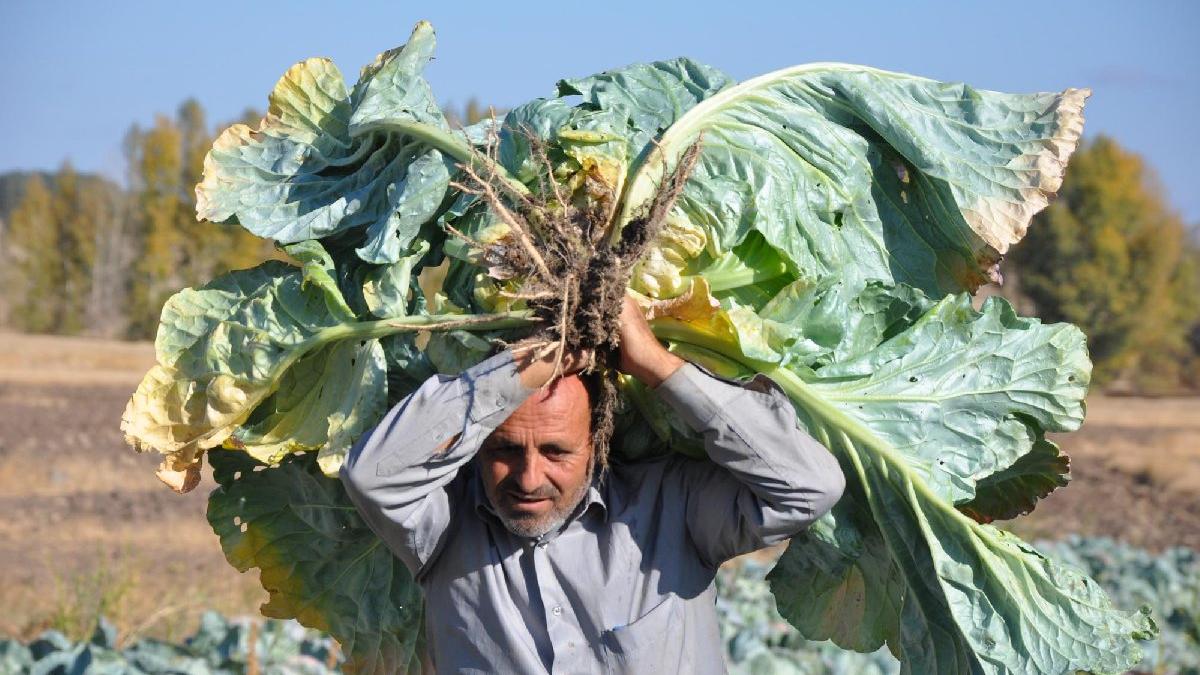 47 Kilogramlik Dev Lahana Hasadi Yapildi Ekonomi Haberleri