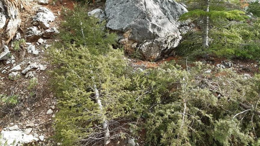Dünya mirası demediler ağaçları kestiler