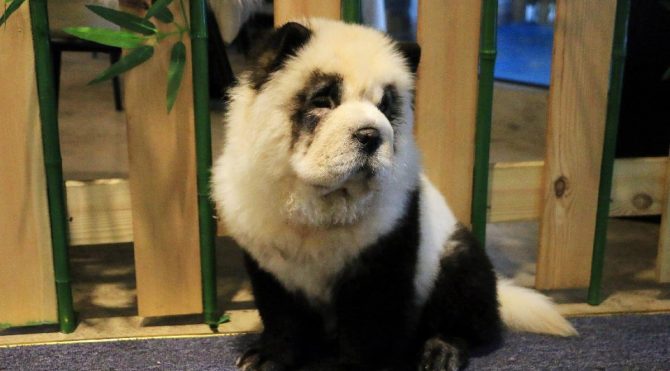 Panda Gorunumlu Kopekler Hayvanseverleri Harekete Gecirdi Guncel Yasam Haberleri