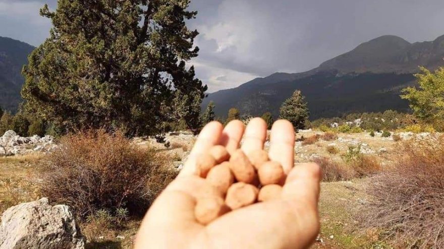 Dünya Mirası alanına tohum bıraktılar