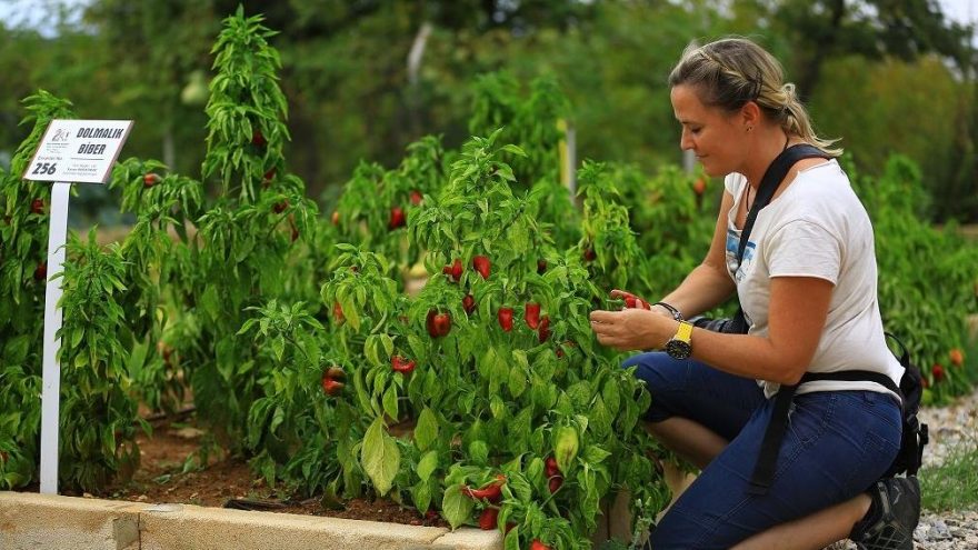 Muğla Yerel Tohum Merkezi görücüye çıktı
