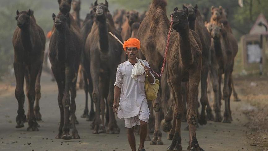 Dünyanın akın ettiği Pushkar Deve Fuarı