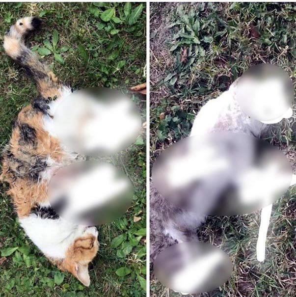 Bolu’yu ayağa kaldıran kedi ölümlerini cinayet büro çözdü Güncel