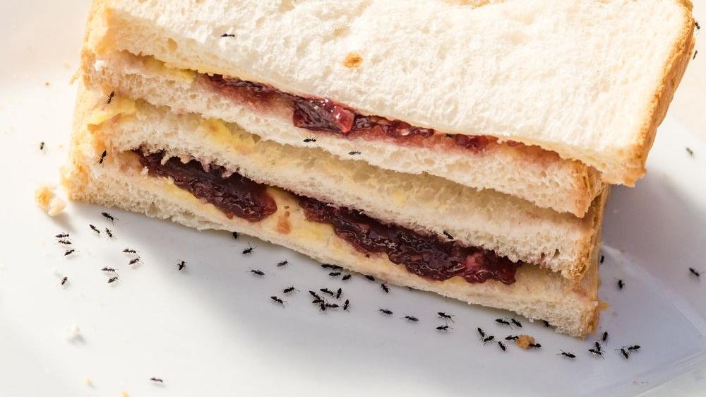 Karincaya Kesin Cozum Onerileri Evde Yapilabilecek Karinca Engelleyiciler Neler Guncel Yasam Haberleri