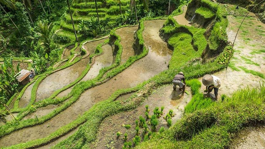 Bali’nin teraslı pirinç tarlaları